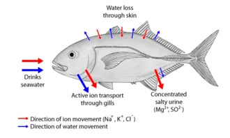 Osmoregulation in marine animals